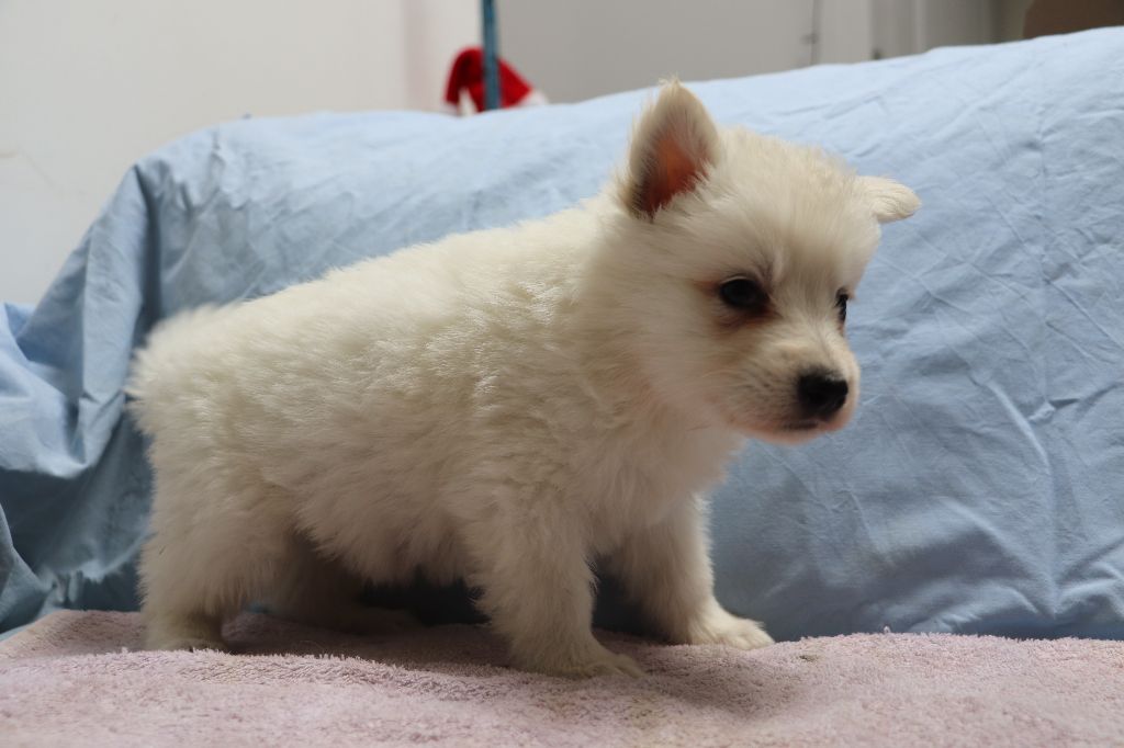 Der Lenn - Chiots disponibles - Berger Blanc Suisse