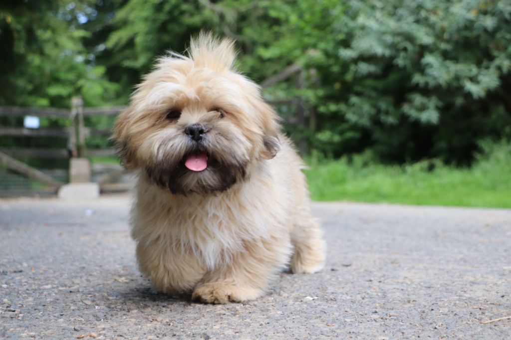 Der Lenn - Chiots disponibles - Lhassa Apso
