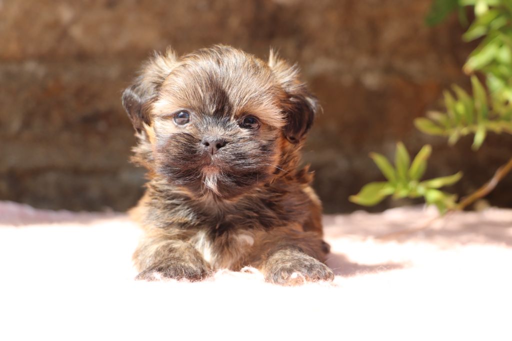 Der Lenn - Chiots disponibles - Lhassa Apso