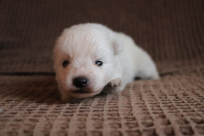 Chiot N°1