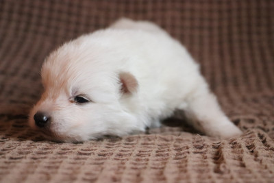 Chiot N°4