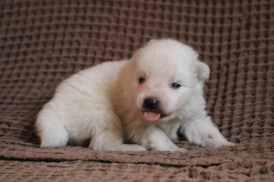Chiot N°5