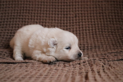 Chiot N°6