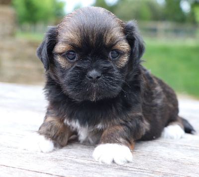 CHIOT 5