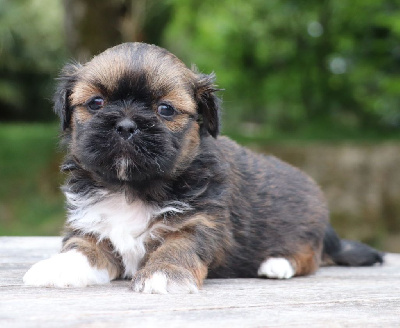 CHIOT 3
