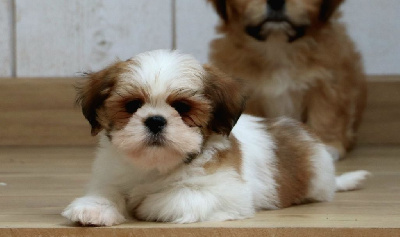 CHIOT 1