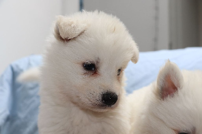 CHIOT 8