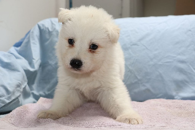 CHIOT 2