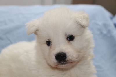 CHIOT 4