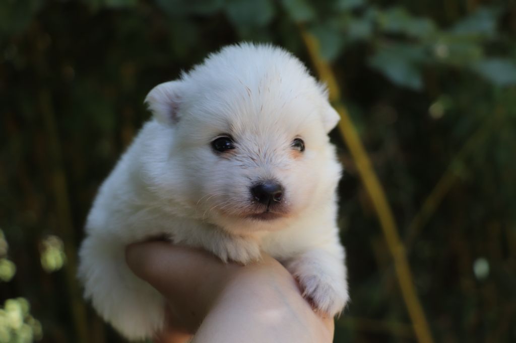 Der Lenn - Chiots disponibles - Spitz japonais