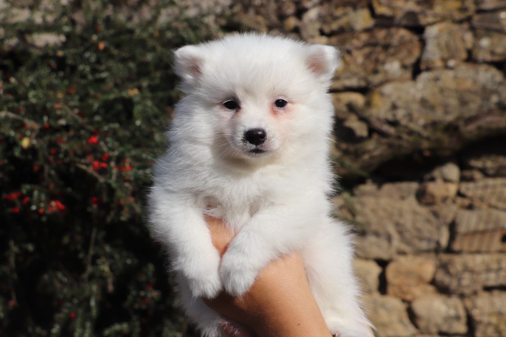 Der Lenn - Chiots disponibles - Spitz japonais
