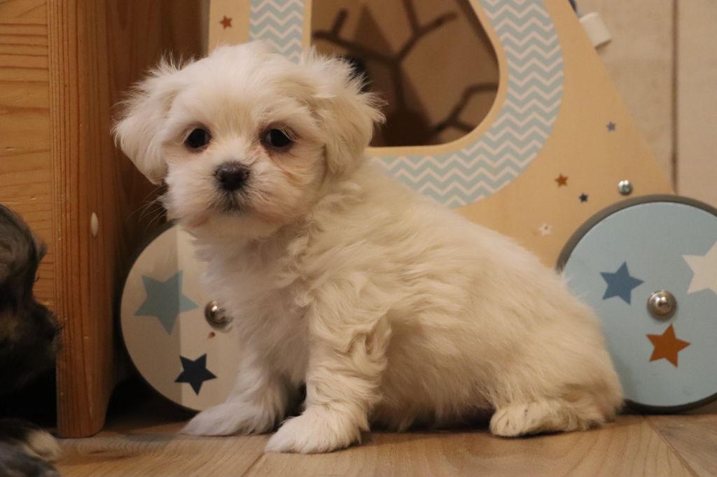 Der Lenn - Chiots disponibles - Lhassa Apso