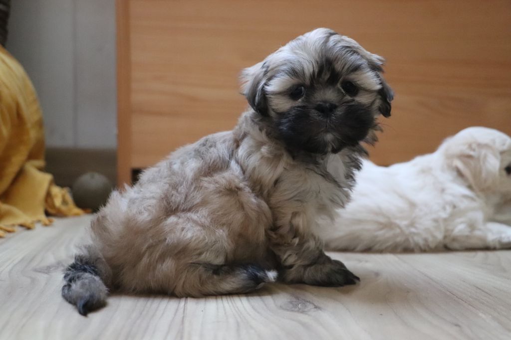 Der Lenn - Chiots disponibles - Lhassa Apso