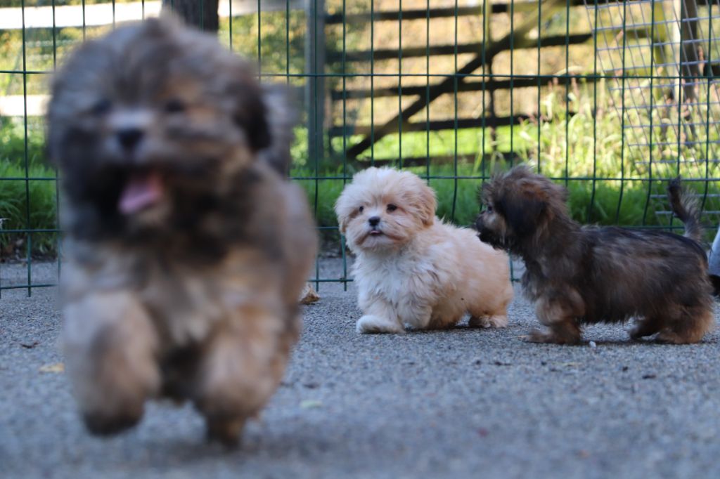 Der Lenn - Lhassa Apso - Portée née le 26/07/2025
