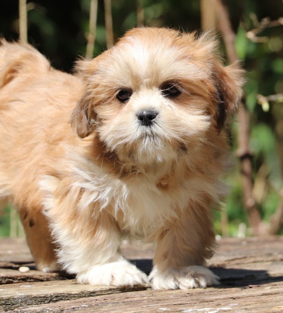 CHIOT