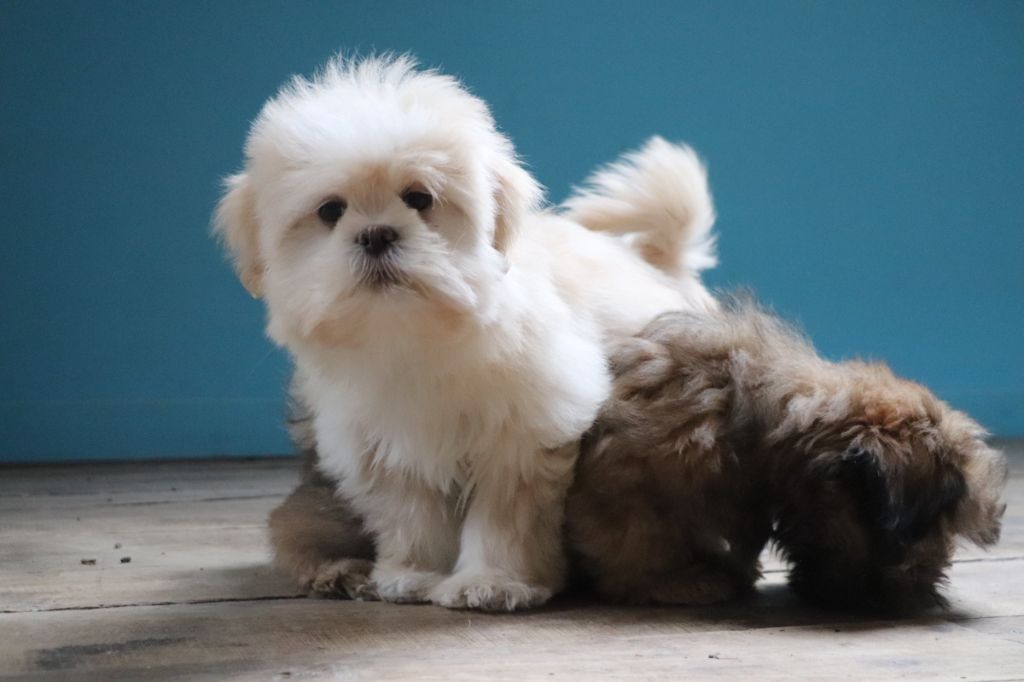 Der Lenn - Chiots disponibles - Lhassa Apso