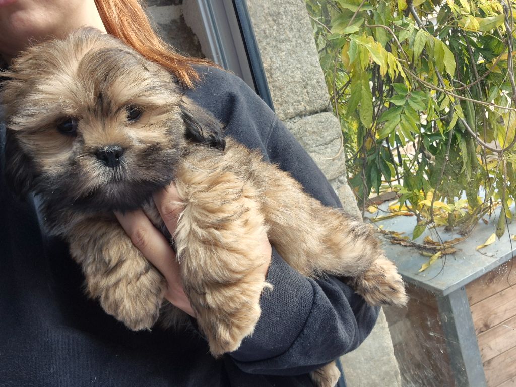Der Lenn - Chiots disponibles - Lhassa Apso