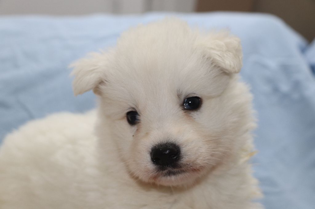 Der Lenn - Chiots disponibles - Berger Blanc Suisse