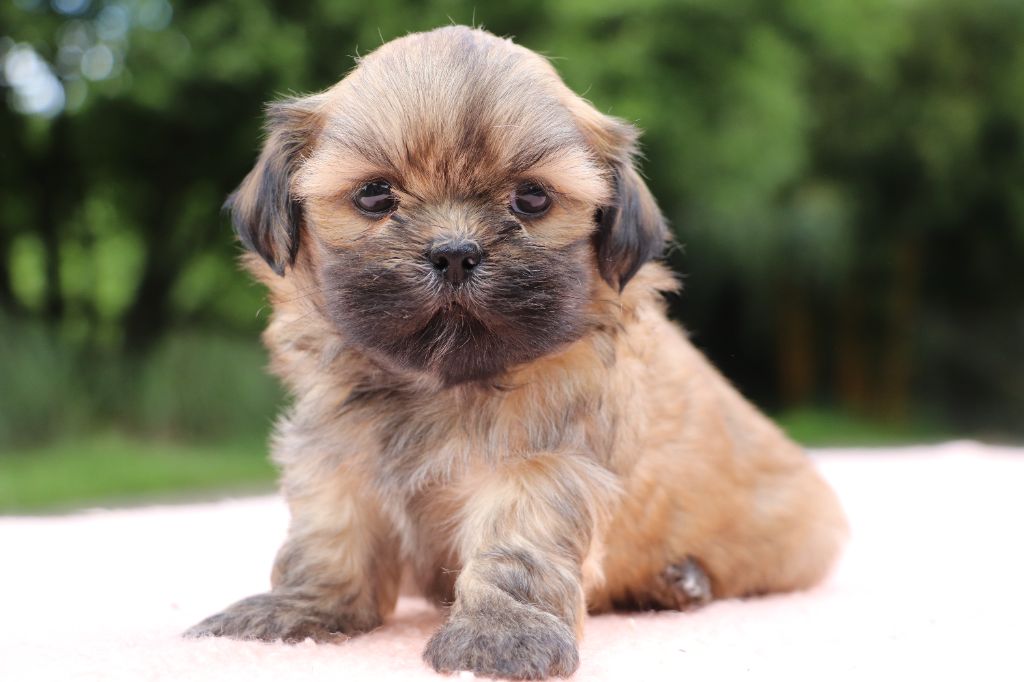Der Lenn - Chiots disponibles - Lhassa Apso