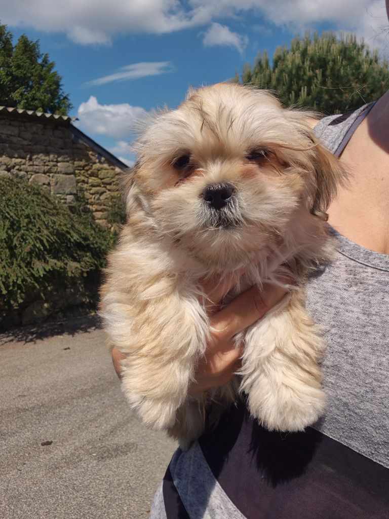 Der Lenn - Chiots disponibles - Lhassa Apso