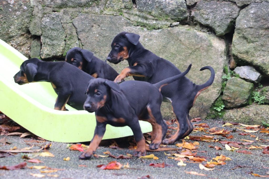 Chiot Dobermann Der Lenn