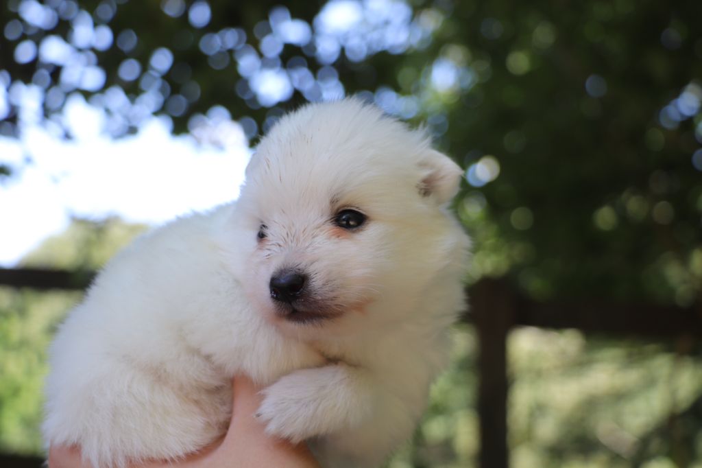 Der Lenn - Chiots disponibles - Spitz japonais