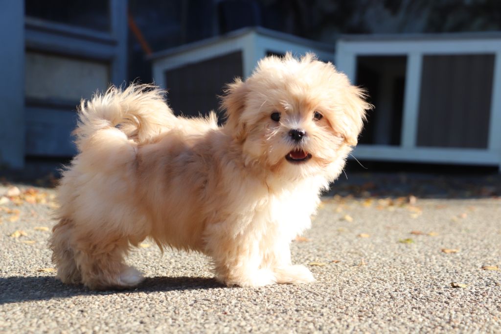 Der Lenn - Chiots disponibles - Lhassa Apso