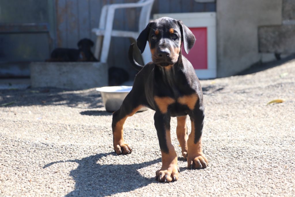 Der Lenn - Chiots disponibles - Dobermann