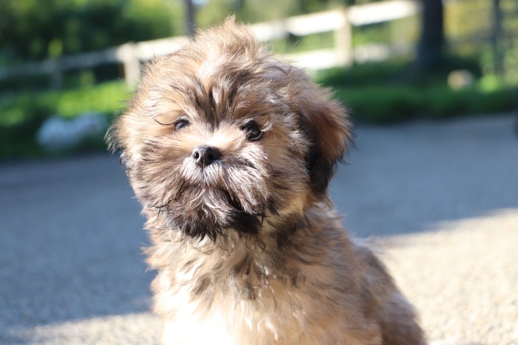 Der Lenn - Chiots disponibles - Lhassa Apso