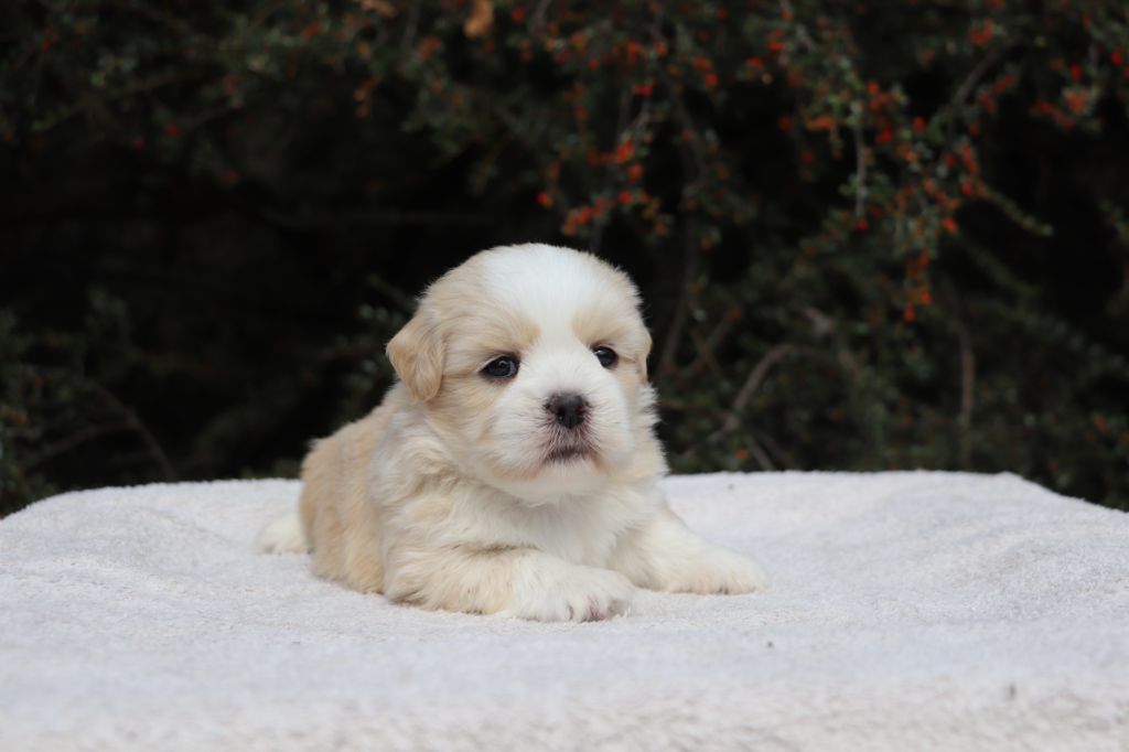 Der Lenn - Chiots disponibles - Lhassa Apso