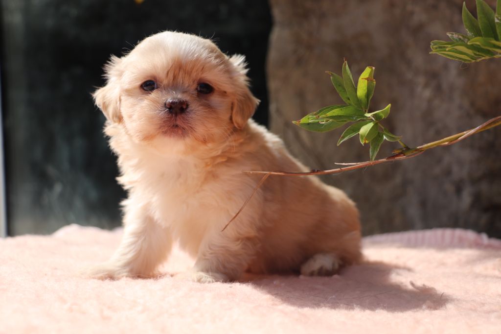 Der Lenn - Chiots disponibles - Lhassa Apso