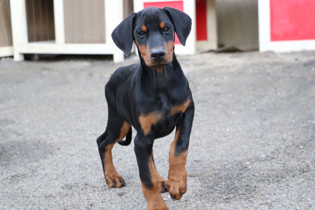 Der Lenn - Chiots disponibles - Dobermann