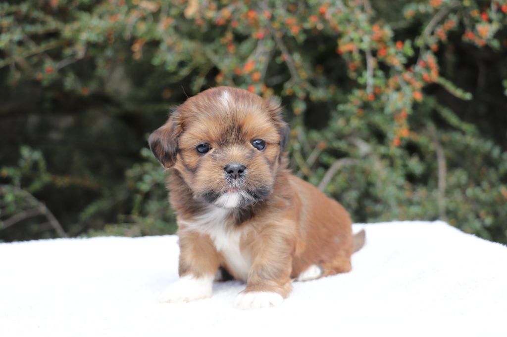 Der Lenn - Chiots disponibles - Lhassa Apso