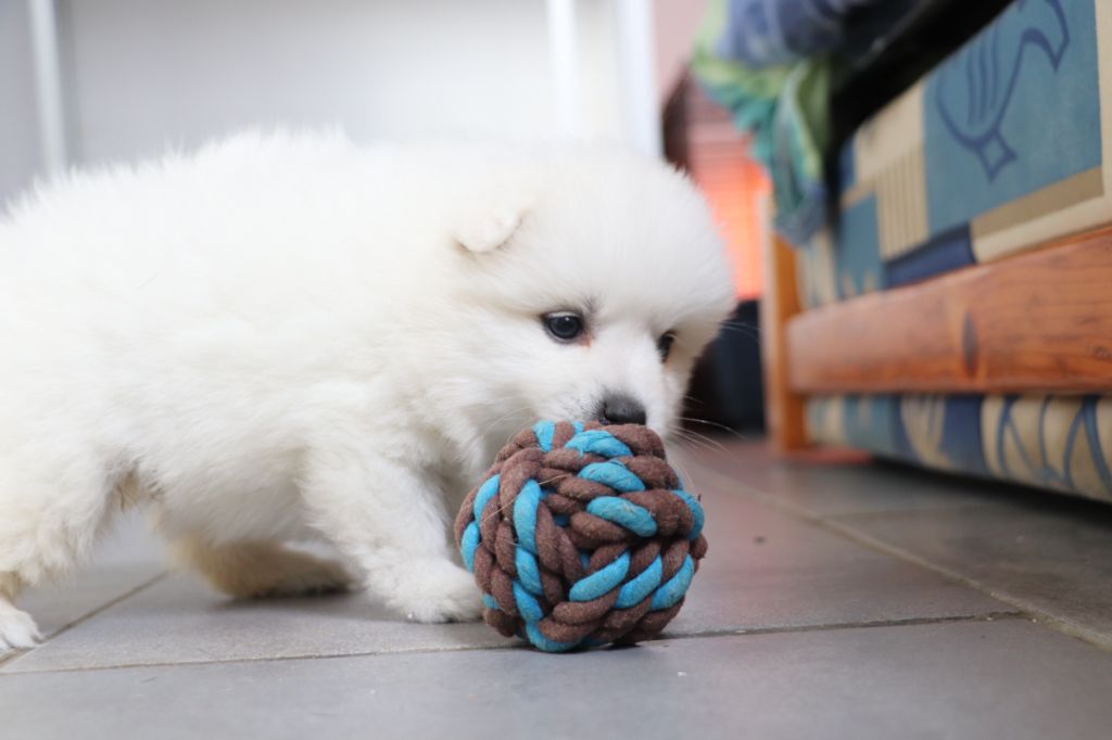 Der Lenn - Chiots disponibles - Spitz japonais