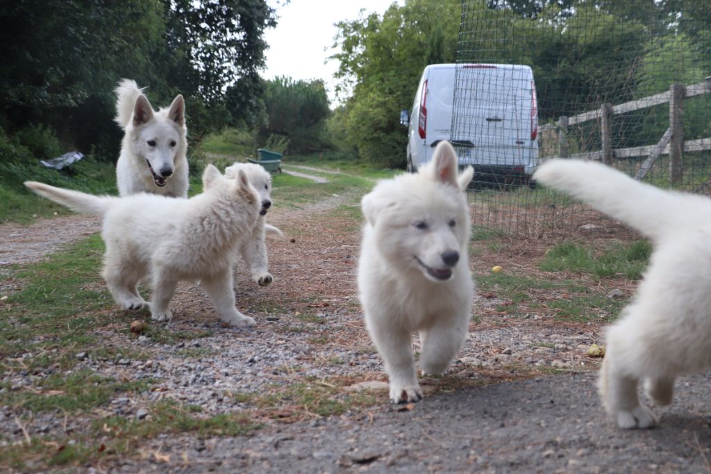 Chiot Berger Blanc Suisse Der Lenn