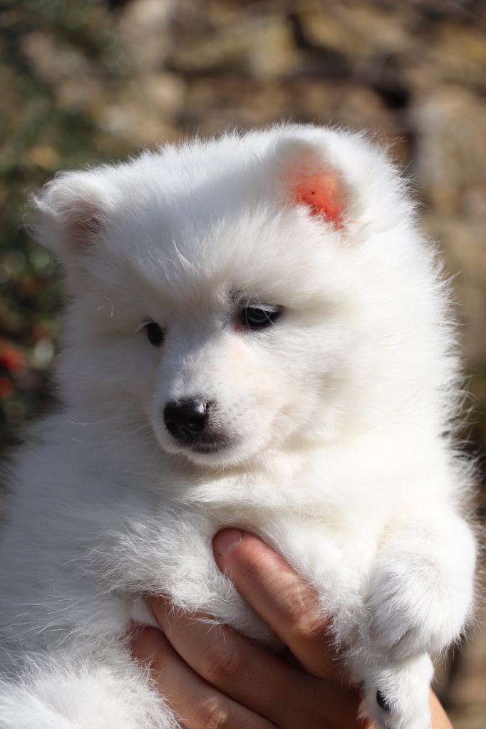Der Lenn - Chiots disponibles - Spitz japonais