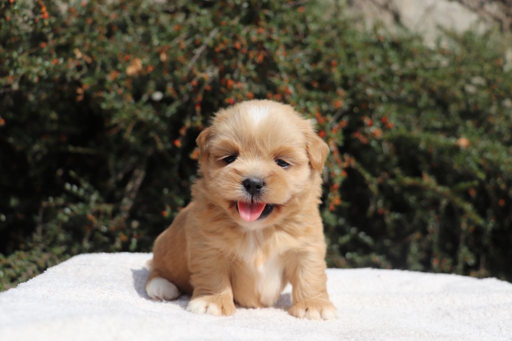 Der Lenn - Chiots disponibles - Lhassa Apso