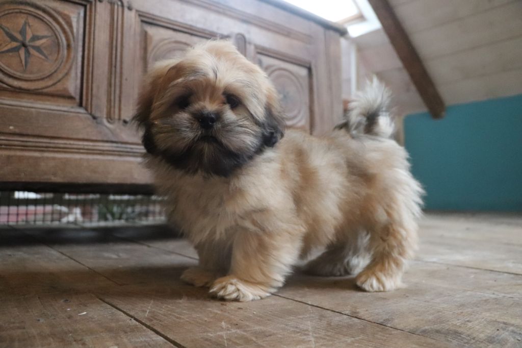 Der Lenn - Chiots disponibles - Lhassa Apso