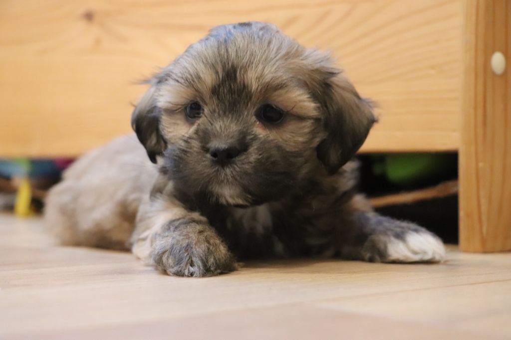 Der Lenn - Chiots disponibles - Lhassa Apso
