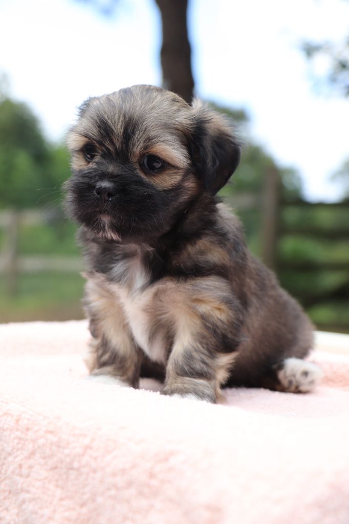 Der Lenn - Chiots disponibles - Lhassa Apso