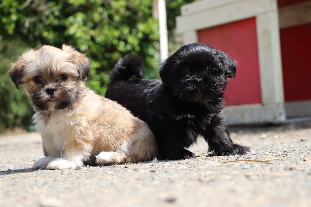 Chiot Lhassa Apso Der Lenn