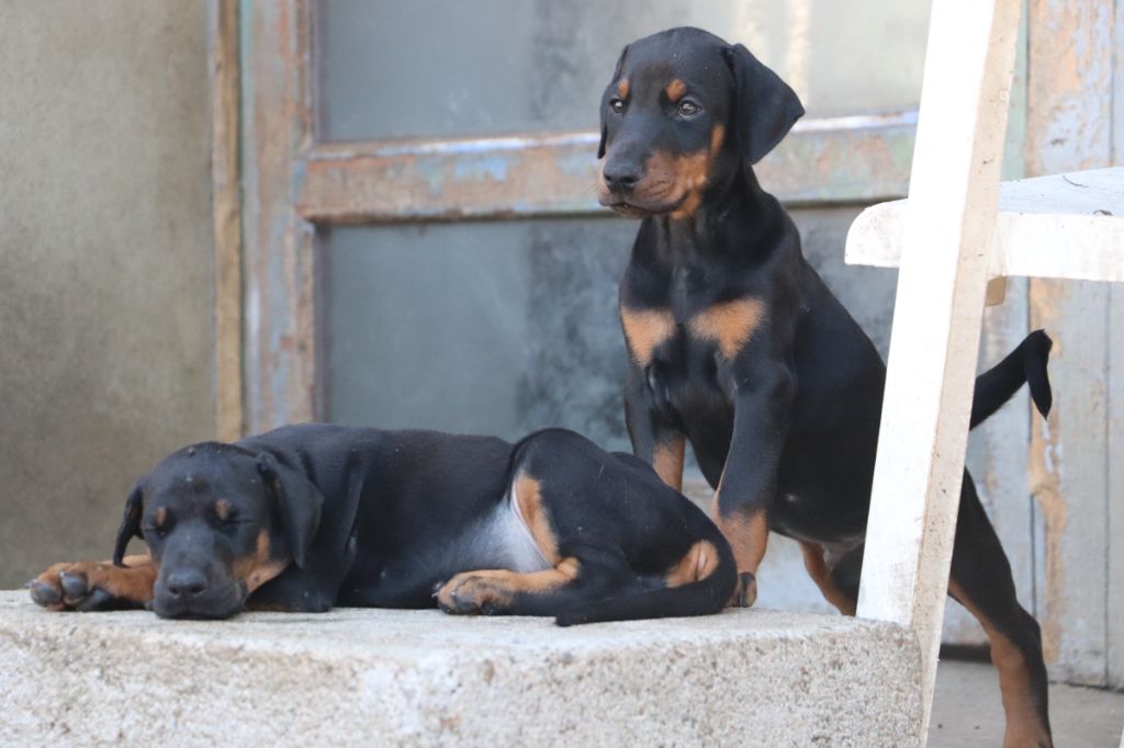 Chiot Dobermann Der Lenn