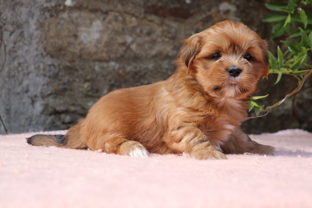 Der Lenn - Chiots disponibles - Lhassa Apso
