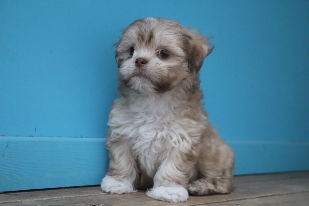 Der Lenn - Chiots disponibles - Lhassa Apso
