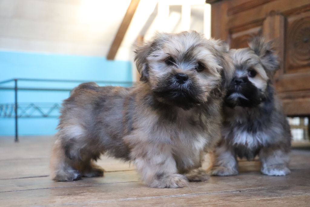 Der Lenn - Chiots disponibles - Lhassa Apso