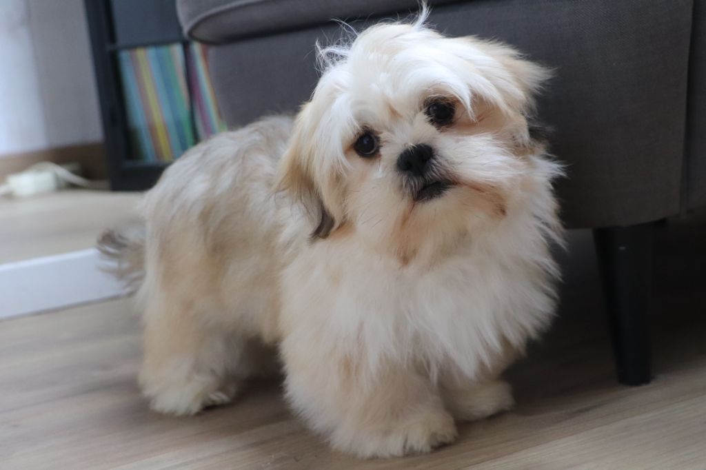 Der Lenn - Chiots disponibles - Lhassa Apso