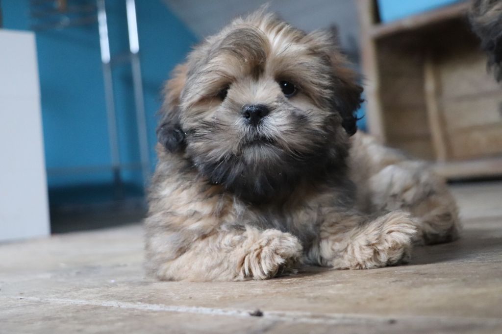 Der Lenn - Chiots disponibles - Lhassa Apso