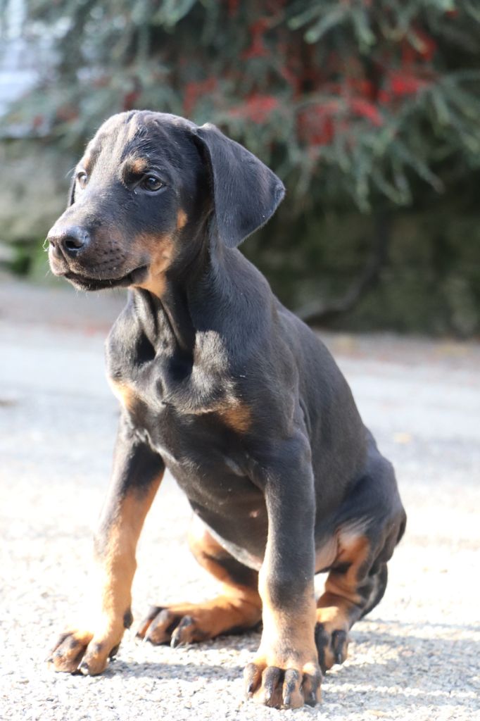 Der Lenn - Chiots disponibles - Dobermann
