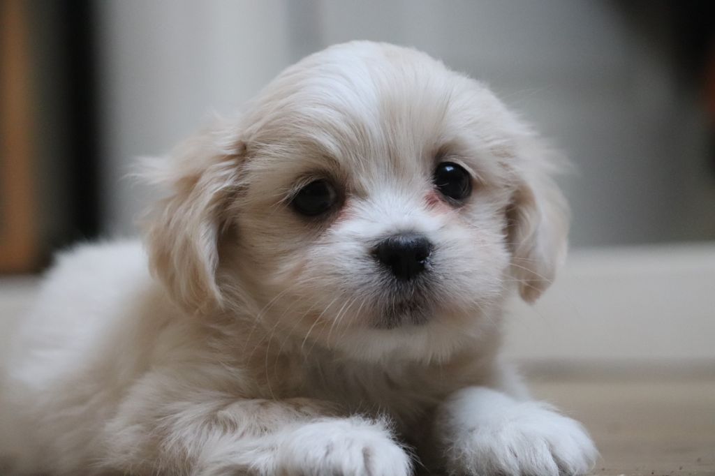 Der Lenn - Chiots disponibles - Lhassa Apso