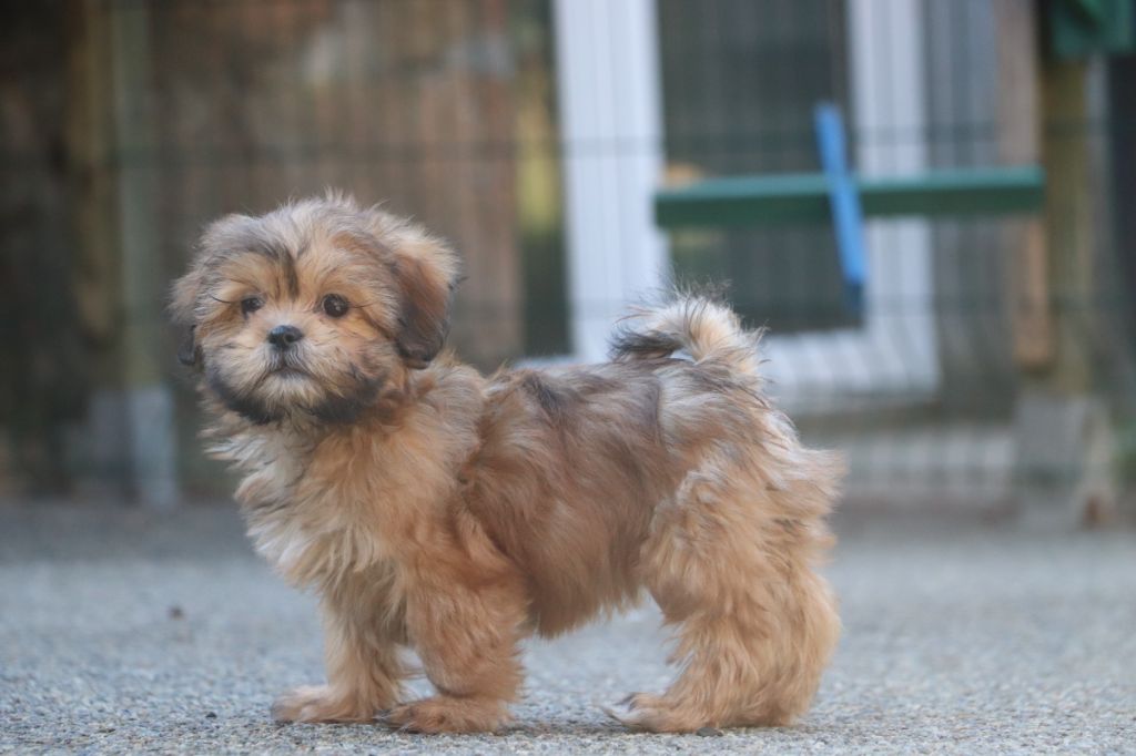 Der Lenn - Chiots disponibles - Lhassa Apso